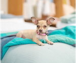 Small #1 Chihuahua Mix