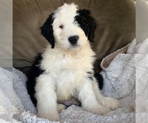Sheepadoodle Puppy for sale in MANHEIM, PA, USA