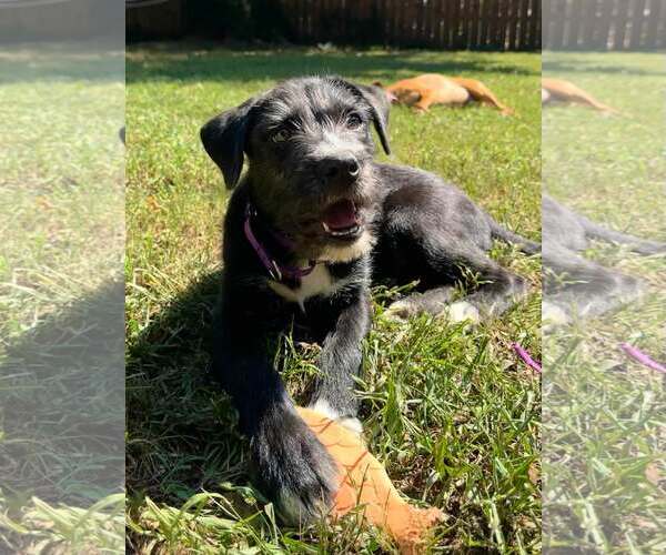 Medium Photo #3 Mutt Puppy For Sale in Greenville, SC, USA