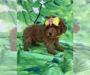 Poodle (Toy) Puppy for Sale in LANCASTER, Pennsylvania USA