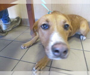 Labrador Retriever Dogs for adoption in Ocala, FL, USA