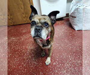 Eulalia - Female Pug-Unknown Mix Dog for Adoption - Photo #2