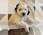 Small #13 Miniature Bernedoodle