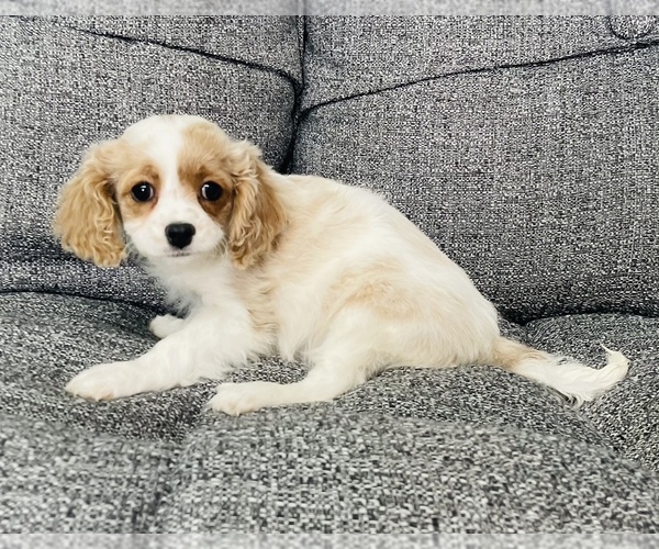 Medium Photo #8 Cavalier King Charles Spaniel-Poodle (Toy) Mix Puppy For Sale in CINCINNATI, OH, USA