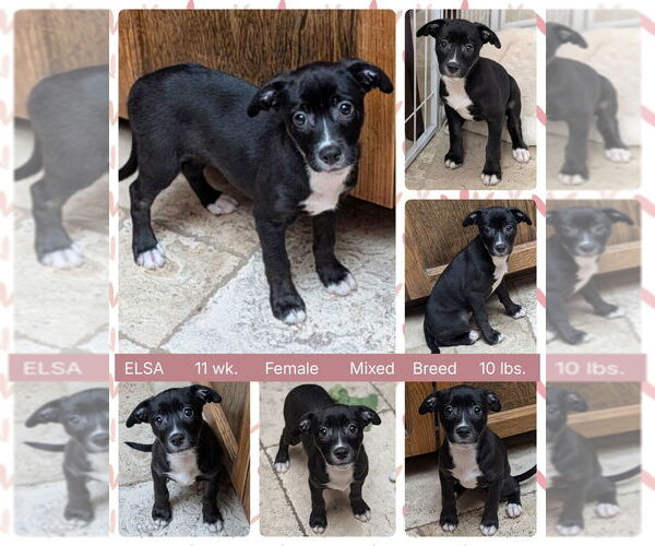 Medium Photo #1 Mutt Puppy For Sale in Mesa, AZ, USA