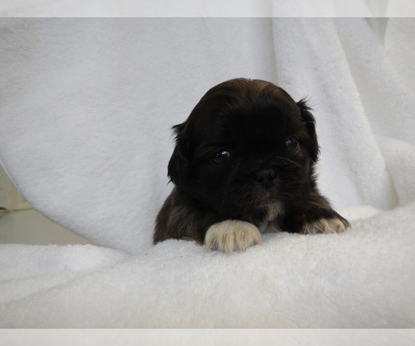 Medium Photo #2 Pekingese Puppy For Sale in CENTRAL POINT, OR, USA
