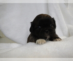 Small Photo #2 Pekingese Puppy For Sale in CENTRAL POINT, OR, USA