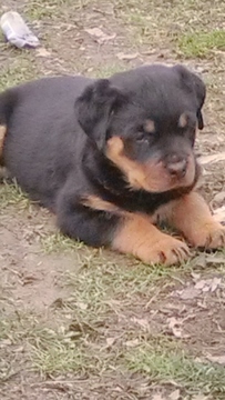 Medium Photo #1 Rottweiler Puppy For Sale in SPENCER, IN, USA