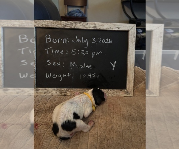 Medium Photo #17 Cavachon Puppy For Sale in OLYMPIA, WA, USA