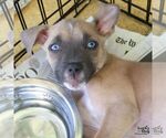 Small #2 Mutt