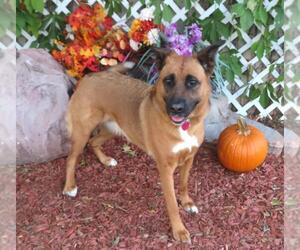 German Shepherd Dog-Unknown Mix Dogs for adoption in Oklahoma City, OK, USA