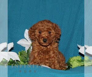 Goldendoodle (Miniature) Puppy for sale in OXFORD, PA, USA