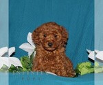 Small Goldendoodle (Miniature)
