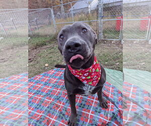 Thaddeus - Male American Staffordshire Terrier-Unknown Mix Dog for Adoption - Photo #13