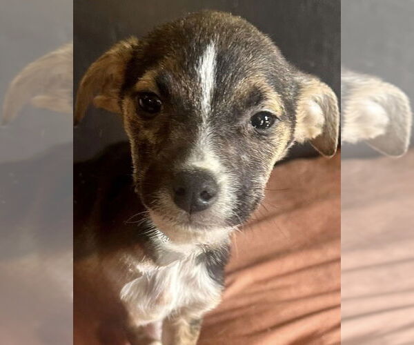 Medium Photo #5 Jack Russell Terrier Puppy For Sale in San Diego, CA, USA