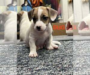 Jack Russell Terrier Dogs for adoption in Springdale, PA, USA