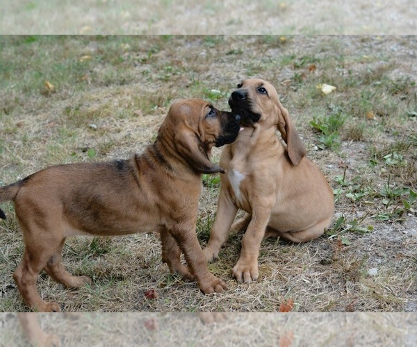 Medium Photo #22 Bloodhound Puppy For Sale in CORNING, AR, USA