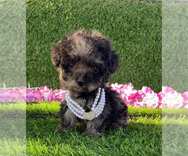 Medium Photo #8 Poodle (Toy) Puppy For Sale in TAMPA, FL, USA