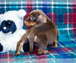 Small #3 Dachshund