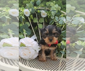 Yorkshire Terrier Puppy for sale in INDIANAPOLIS, IN, USA