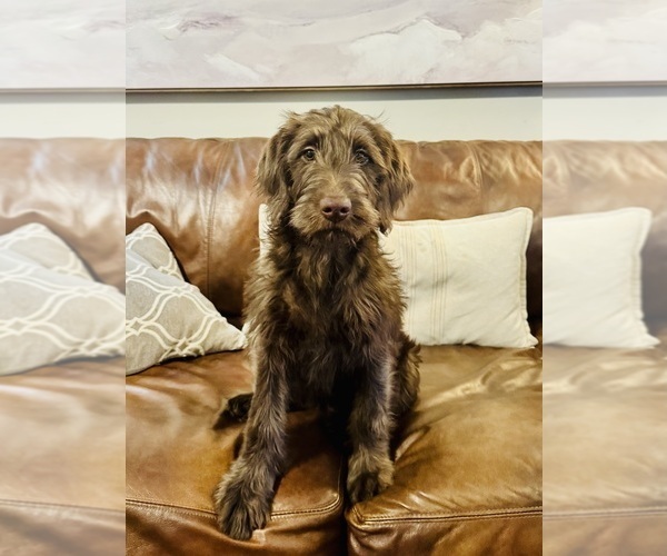 Medium Photo #1 Labradoodle Puppy For Sale in TUPELO, MS, USA
