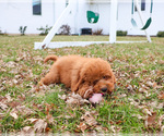 Small #20 Goldendoodle