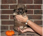 Small #2 ShihPoo