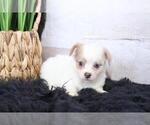 Small #4 Chihuahua