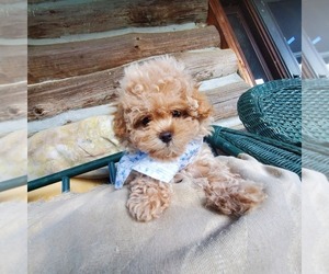 Maltipoo Puppy for sale in NEW CONCORD, OH, USA