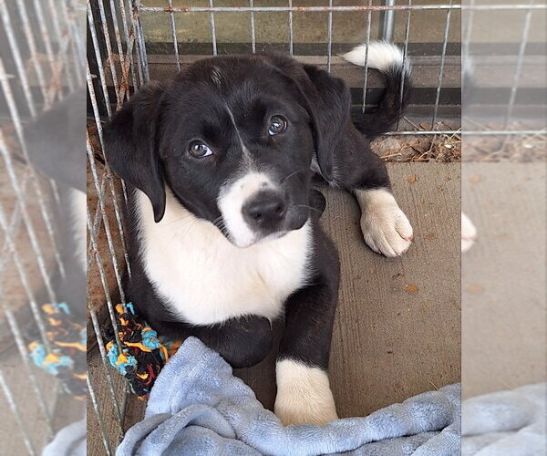 Medium Photo #2 Labrador Retriever-Unknown Mix Puppy For Sale in House Springs, MO, USA