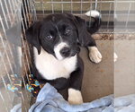 Small #1 Labrador Retriever Mix