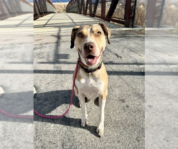 Medium Photo #8 Mutt Puppy For Sale in Sandy, UT, USA