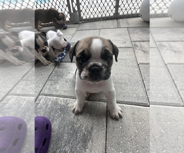 Medium Photo #7 English Bulldog Puppy For Sale in WEEKI WACHEE, FL, USA