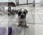Small Photo #32 English Bulldog Puppy For Sale in WEEKI WACHEE, FL, USA