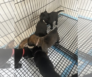 Belgian Malinois Puppy for Sale in LEHIGH ACRES, Florida USA