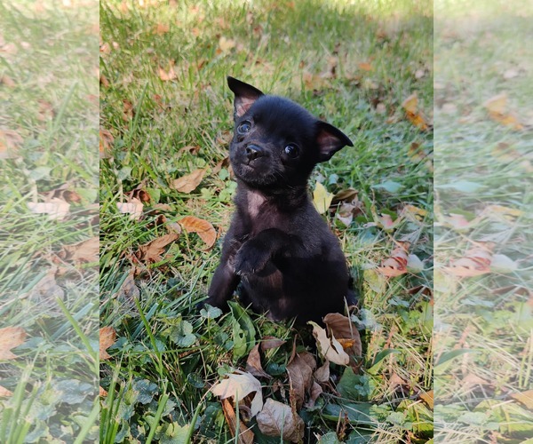 Medium Photo #1 Chiranian Puppy For Sale in St. Louis Park, MN, USA