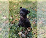 Giles - Male Chiranian Dog for Adoption - Small photo