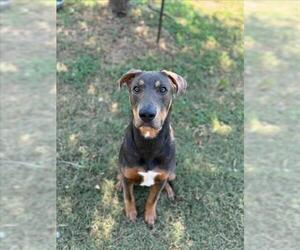 Plott Hound Dogs for adoption in Texas City, TX, USA