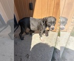 Small #1 American Pit Bull Terrier
