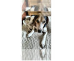 Small Treeing Walker Coonhound Mix