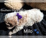 Small Photo #95 Goldendoodle (Miniature) Puppy For Sale in GASTONIA, NC, USA