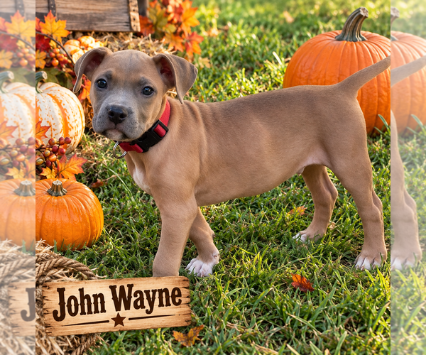 Medium Photo #3 Boxer-Unknown Mix Puppy For Sale in Euless, TX, USA