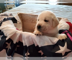 Labrador Retriever Puppy for sale in WATERFORD, WI, USA
