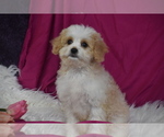 Image preview for Ad Listing. Nickname: Rosie