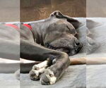 Small #1 Great Dane