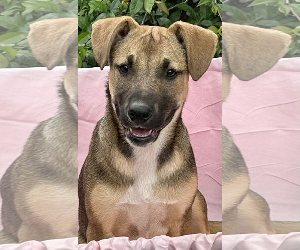Medium Photo #3 Black Mouth Cur-Unknown Mix Puppy For Sale in Okolona, MS, USA