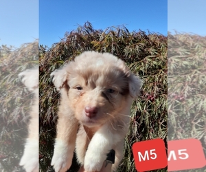 Australian Shepherd Puppy for sale in VANCOUVER, WA, USA