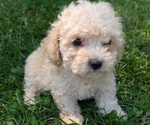 Small #2 Cavapoo