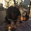 Small Photo #8 Rottweiler Puppy For Sale in RANCHO CORDOVA, CA, USA