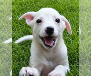 Labrador Retriever-Unknown Mix Dogs for adoption in Oakhurst, NJ, USA